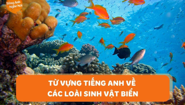 sinh vat bien tieng anh 9